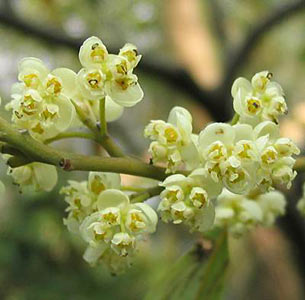 Litsea cubeba